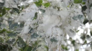 Poplar blossom. Poplar fluff down. Fluffy white poplar flowers on a tree branch. Large inflorescences of white fluff blossom and green leaves close-up. Poplar fluffing. Natural bloom flowering tree