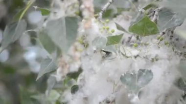 Poplar blossom. Poplar fluff down. Fluffy white poplar flowers on a tree branch. Large inflorescences of white fluff blossom and green leaves close-up. Poplar fluffing. Natural bloom flowering tree