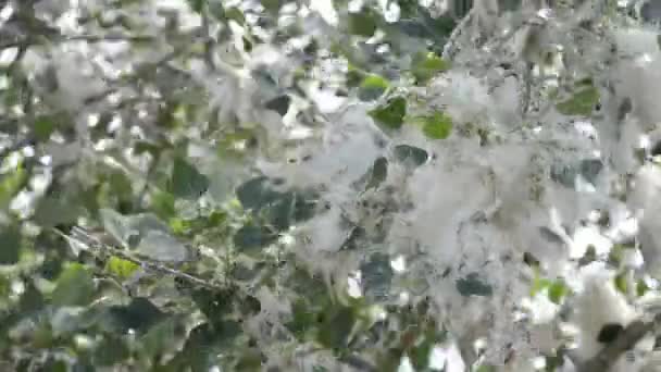 Poplar Blossom Poplar Fluff Fluffy White Poplar Flowers Tree Branch — Stockvideo