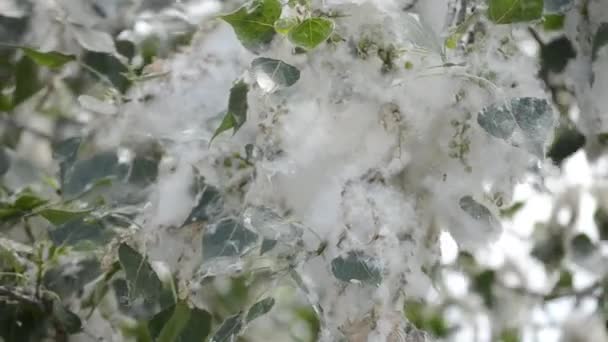 Poplar Blossom Poplar Fluff Fluffy White Poplar Flowers Tree Branch — Vídeo de stock