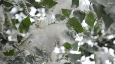 Poplar blossom. Poplar fluff down. Fluffy white poplar flowers on a tree branch. Large inflorescences of white fluff blossom and green leaves close-up. Poplar fluffing. Natural bloom flowering tree