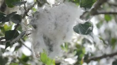 Poplar blossom. Poplar fluff down. Fluffy white poplar flowers on a tree branch. Large inflorescences of white fluff blossom and green leaves close-up. Poplar fluffing. Natural bloom flowering tree