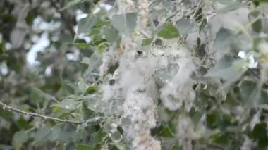 Poplar blossom. Poplar fluff down. Fluffy white poplar flowers on a tree branch. Large inflorescences of white fluff blossom and green leaves close-up. Poplar fluffing. Natural bloom flowering tree