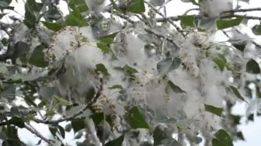 Poplar blossom. Poplar fluff down. Fluffy white poplar flowers on a tree branch. Large inflorescences of white fluff blossom and green leaves close-up. Poplar fluffing. Natural bloom flowering tree