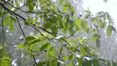 Heavy rain. Drops of heavy rain dripping on large green leaves of tree branch on summer day. Rainfall shower downpour. Raindrops walnut branch. Rainy weather. Weather precipitation. Natural background
