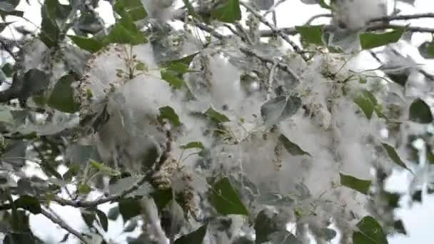 白杨花 杨树绒毛了 松软的白杨花在树枝上 白色绒毛花和绿叶的大型花序特写 杨树绒毛 自然开花树 — 图库视频影像