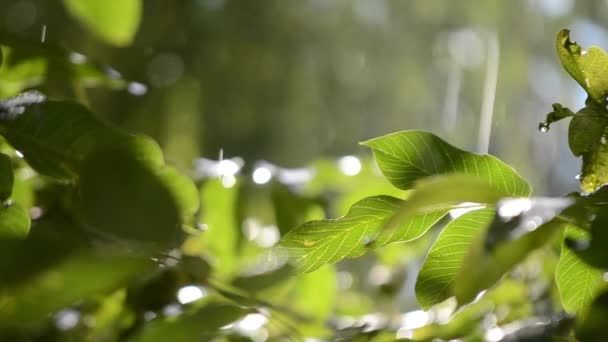 Raining Sunny Day Rain Falls Drops Falling Rain Tree Branch — Αρχείο Βίντεο