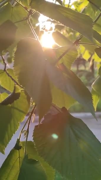 Green Leaves Tree Which Bright Sun Shines Close Sun Sunbeams — Vídeo de Stock