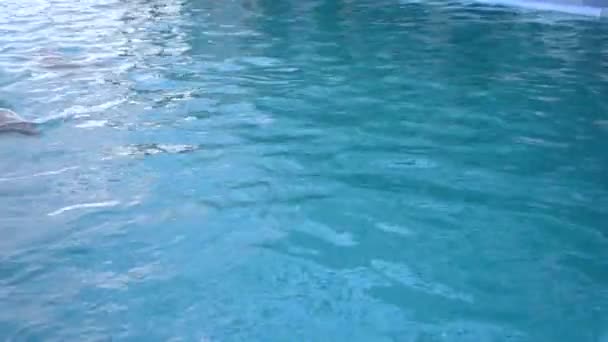 Жінка Плаває Басейні Дельфінами Дівчинка Тримається Плавець Дельфіна Плаває Ним — стокове відео