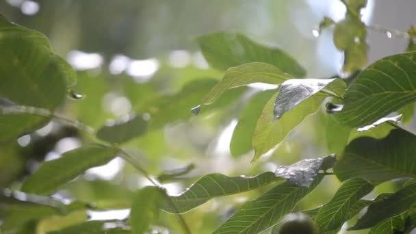 在阳光灿烂的日子下雨 雨下了落雨的雨点和枝条 还有巨大的绿色核桃叶 被灿烂的阳光照亮着 自然背景 自然现象背景 — 图库视频影像