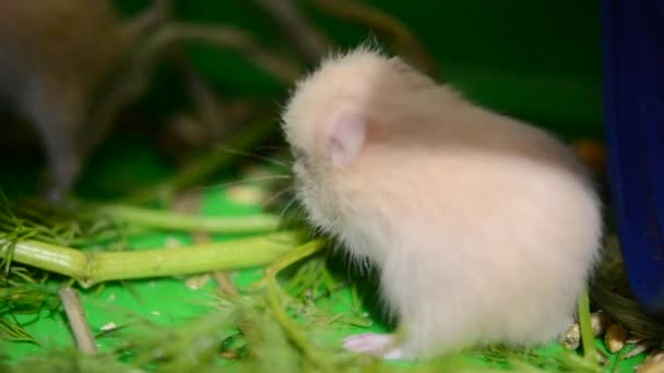 Little Hamster Eating Green Grass Small Hamster Closed Eyes Mole — Stockvideo