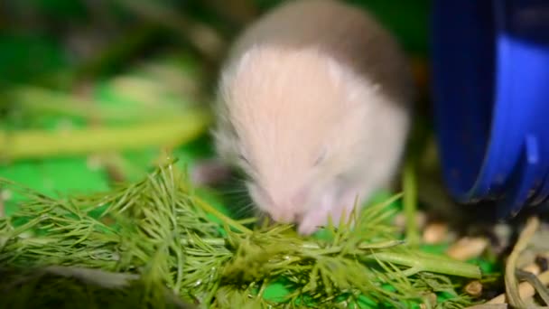 Little Hamster Eating Green Grass Small Hamster Closed Eyes Mole — Stockvideo