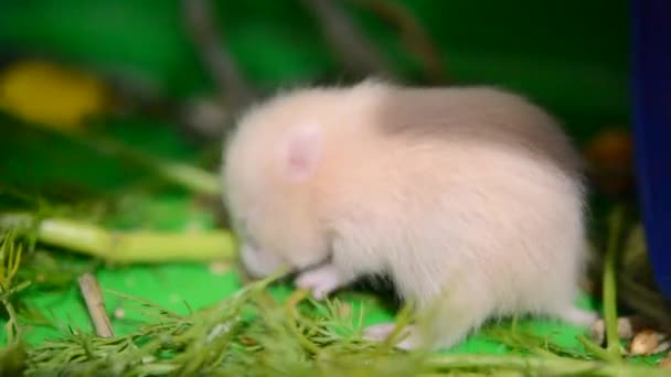 Little Hamster Eating Green Grass Small Hamster Closed Eyes Mole — Wideo stockowe