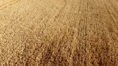 Wheat field. Field ears spikes of ripe wheat. Golden ripened wheat grains. Wheat grain harvest. Agricultural agrarian field. Harvesting land. Growing cultivation agricultural crops. Aerial drone view