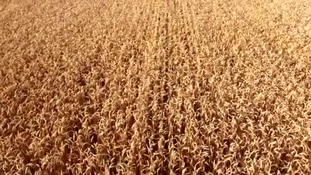 Пшеничне Поле Польові Вуха Шпильки Стиглої Пшениці Золоті Дозрілі Зерна — стокове відео