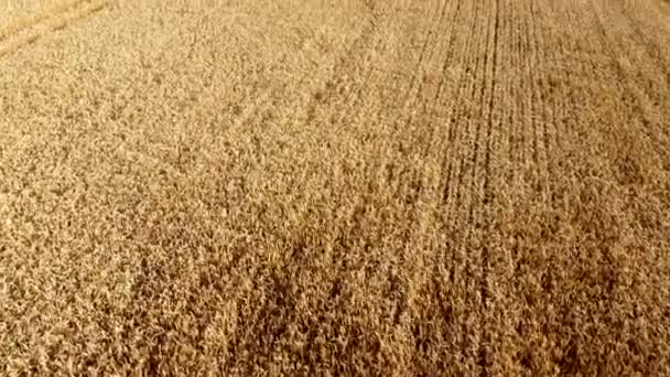 麦畑だ 熟した小麦のフィールドの耳のスパイク 黄金の熟した小麦粒 小麦の穀物収穫 農業分野 収穫地だ 栽培農業作物の栽培 空中ドローンビュー — ストック動画