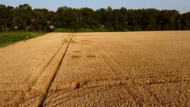 Wheat Field Field Ears Spikes Ripe Wheat Golden Ripened Wheat — Stock Video