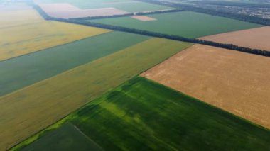 Agricultural fields. Yellow and green agricultural fields with ripe wheat and other different agricultural crops. Aerial drone view. Harvesting agrarian land. Growing cultivation agricultural crops.