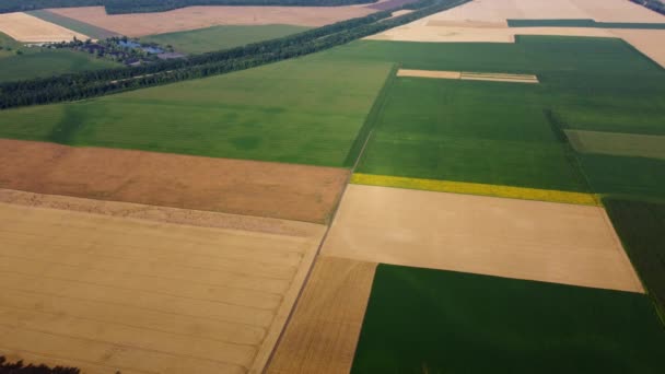 Agricultural Fields Yellow Green Agricultural Fields Ripe Wheat Other Different — Videoclip de stoc
