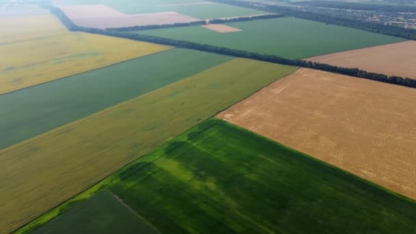 Agricultural Fields Yellow Green Agricultural Fields Ripe Wheat Other Different — Vídeo de Stock