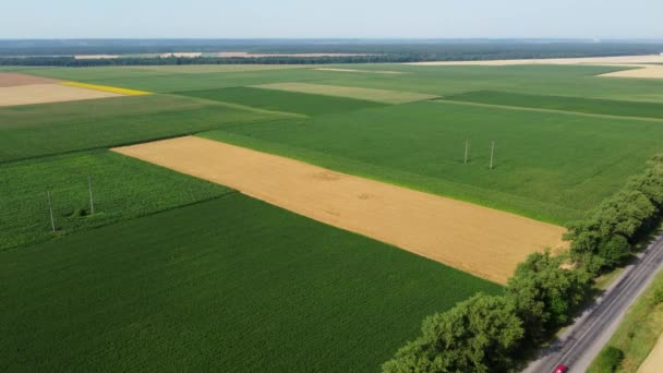 農業分野 熟した小麦や他の異なる農業作物と黄色と緑の農業分野 空中ドローンビュー 農地を収穫する 栽培農業作物 — ストック動画