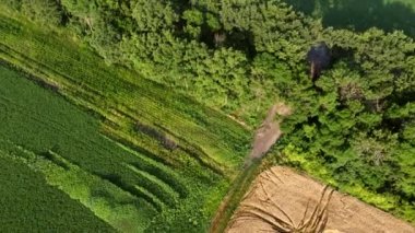 Agricultural fields. Yellow green agricultural fields ripe wheat and different agricultural crops. Aerial drone view. Harvesting agrarian land. Growing cultivation agricultural crops Rising lifting up