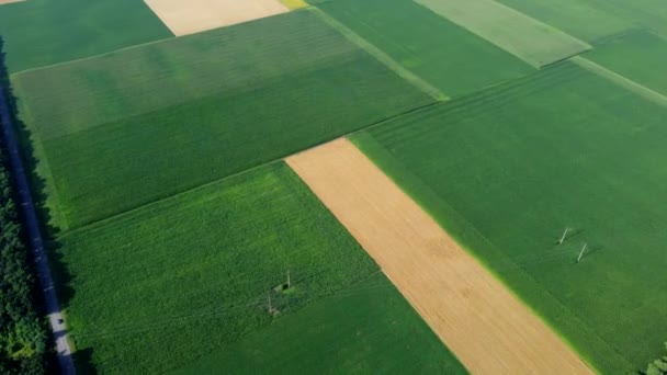 農業分野 熟した小麦や他の異なる農業作物と黄色と緑の農業分野 空中ドローンビュー 農地を収穫する 栽培農業作物 — ストック動画