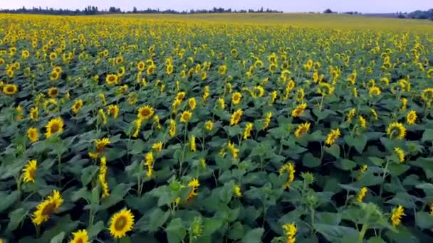 Sunflower Field Large Field Blooming Sunflowers Flying Flowers Blooming Sunflowers — Stockvideo