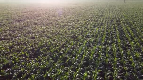 Cornfield Field Corn Field Young Corn Sprouts Early Summer Morning — Vídeos de Stock