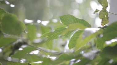 Heavy rain. Drops of heavy rain dripping on large green leaves of tree branch on summer day. Rainfall shower downpour. Raindrops walnut branch. Rainy weather. Weather precipitation. Natural background