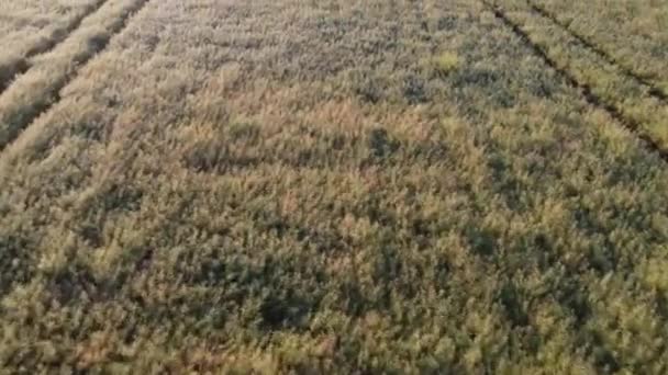 Rapeseed Field Rape Field Flying Field Rapeseed Plant Aerial Drone — 비디오