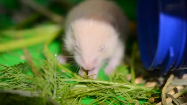 Little Hamster Eating Green Grass Small Hamster Closed Eyes Mole — Stock video