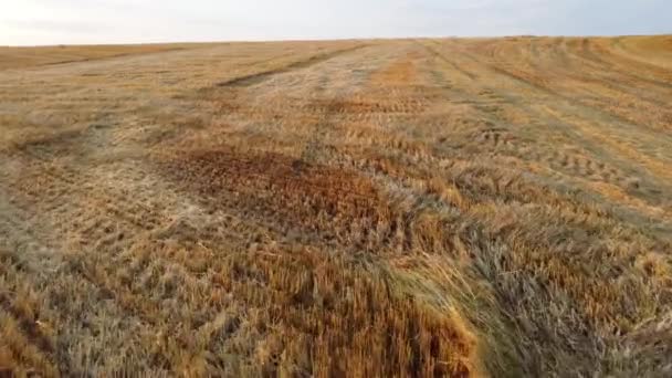 Field Yellow Dry Stems Mowed Harvested Wheat Summer Cut Stems — Stock videók