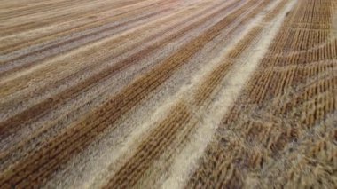 Field yellow dry stems from mowed harvested wheat on summer. Cut stems of grain ears. Mowed wheat fields. Field of mowed spike of cereals. Field harvest, harvesting. Agricultural agrarian hayfield