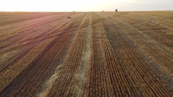 Політ Над Скошеними Стеблами Пшениці Світанку Заходу Сонця Влітку Рожеві — стокове відео