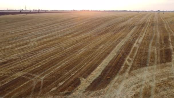 Flying Mowed Stalks Wheat Sunset Dawn Summer Straw Stacks Field — 비디오