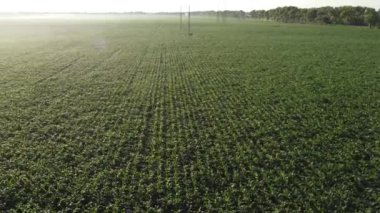 Cornfield. Field corn. Field of young corn sprouts on early summer morning. Aerial drone view. Agricultural agrarian fields of industrial cultivation corn. Farmland. Rural countryside landscape.Glare