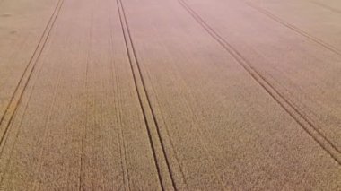 Wheat field. Flying over wheat field ears of mature ripe wheat. Sun pink highlight. Wheat grain crop harvest. Agricultural agrarian panoramic landscape. Industrial grain cultivation. Aerial drone view