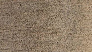 Wheat field above. Wheat ears top view. Flying over dry mature ripe wheat spikes. Agricultural agrarian background. Farming backdrop. Industrial cultivation. Wheat grain crop harvest Aerial drone view