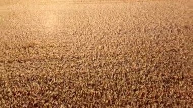 Wheat field. Field ears spikes of ripe wheat. Golden ripened wheat grains. Wheat grain harvest. Agricultural agrarian field. Harvesting land. Growing cultivation agricultural crops. Aerial drone view