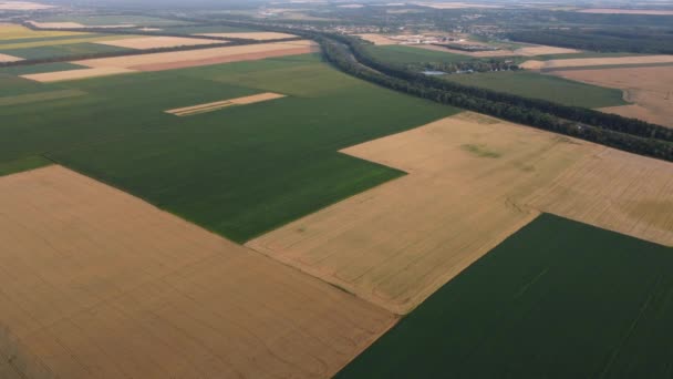 Panoramic View Agricultural Fields Panoramic View Lot Agricultural Yellow Ripe — Vídeo de Stock
