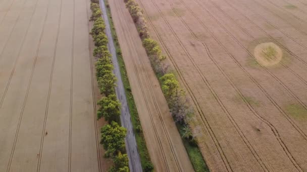 Cars Driving Road Trees Large Fields Yellow Ripened Wheat Summer — Videoclip de stoc