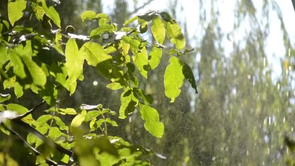 Raining Sunny Day Rain Falls Drops Falling Rain Tree Branch — Vídeo de Stock