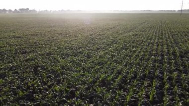 Cornfield. Field corn. Field of young corn sprouts on early summer morning. Aerial drone view. Agricultural agrarian fields of industrial cultivation corn. Farmland. Rural countryside landscape.Glare