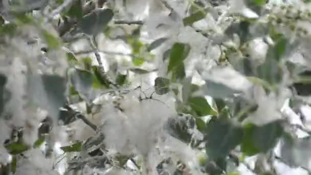 白杨花 杨树绒毛了 松软的白杨花在树枝上 白色绒毛花和绿叶的大型花序特写 杨树绒毛 自然开花树 — 图库视频影像