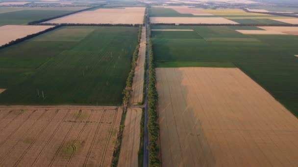 Panoramisch Uitzicht Vele Landbouwvelden Gezaaid Met Rijpe Tarwe Diverse Agrarische — Stockvideo