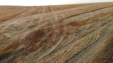 Yazın gün batımında biçilen buğday tarlalarının panoramik görüntüsü. Buğday sapı biçilmiş. Hasat edilen buğdaydan sarı kuru kökler. Tarımsal tarım arazisi. Hasat hasat, hasat, saman tarlası.