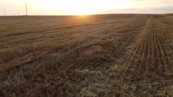 夏天黄昏时分飞越修剪过的麦穗 夕阳西下 稻草堆栈 枯黄的田野源于收割的小麦 农业用地 收获麦田 — 图库视频影像