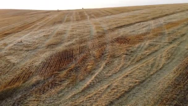 Panoramic View Mowed Wheat Field Summer Sunset Dawn Mowed Wheat — 비디오