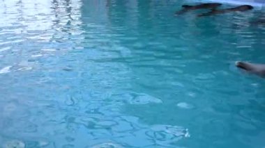 Woman swimming in the pool with dolphins. Girl holding on to the fin of a dolphin and swimming with him in a pool of water. Dolphin therapy. Recreation entertainment therapy. Animals Mammals Fish
